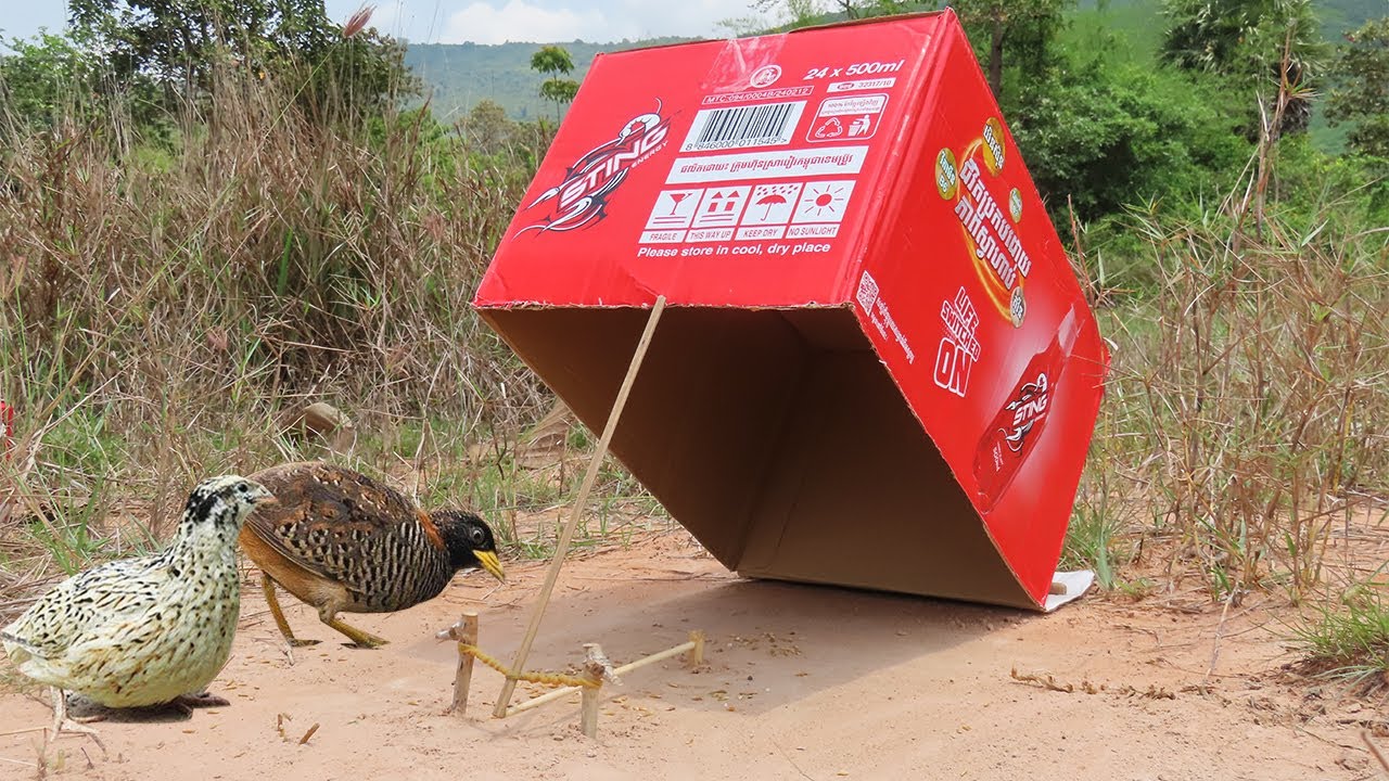 Easy Simple Quail Bird Trap Using Box | New Idea Bird Trap