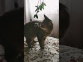 Кошка ест клевер