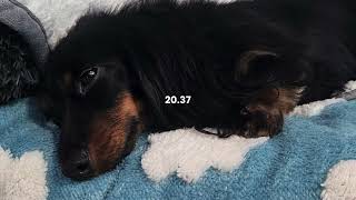 🐾 Relax With Major | Soft Background for Resting Dogs screenshot 2