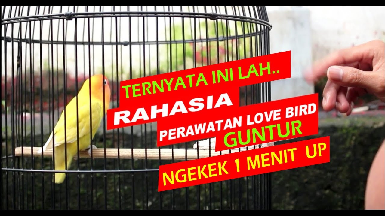 Burung lovebird