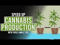 Speed up Cannabis Production with these simple tips!