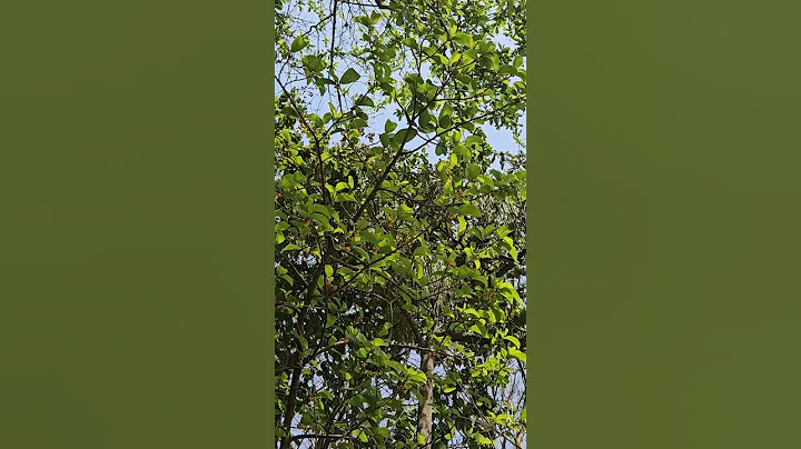 Watch the video about Golden beauty of Bengal. #love #vlog #song #sky #naturevideo