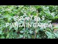 Struttura a gabbia per Pianta di pomodoro in Vaso Esp. Nr1 Ep9