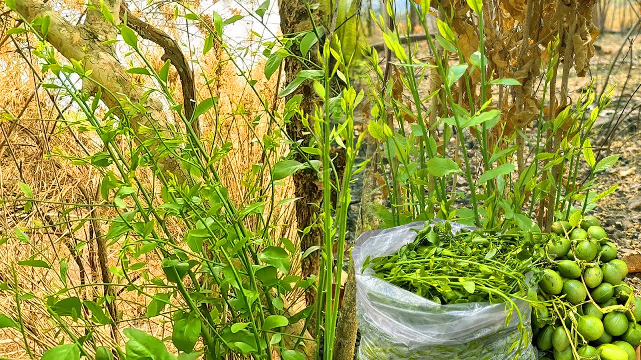 สะออน!!ผักหวานเกิดจากดิน เด็ดดังเป๊าะๆ ผักอีนูนลูกงามๆหมานหลายอย่างเลย