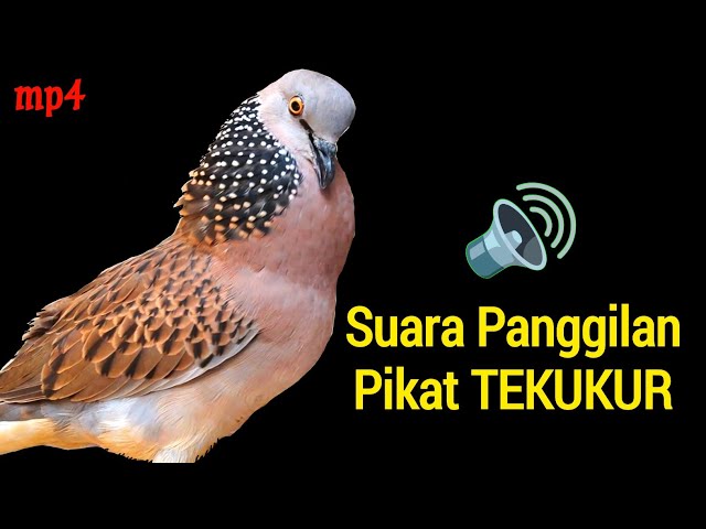 The Sound of the Gacor Turtledove is Most Wanted for Luring the Lazy Sounds class=