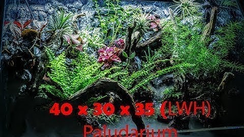 Paludarium with stream nature | Hồ bán cạn rừng và suối nhỏ