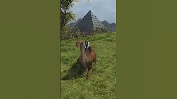 Happy Mount Monday, 173 mounts collected! #mountmonday #ffxiv #ff14 #finalfantasyxiv #hrothgar