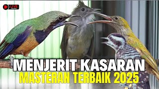 Download Lagu LIVE Cucak Cungkok Gacor ROLL SPEED DURASI - MASTERAN KOMBINASI Tembakan KASARAN PANJANG MP3 Download Lagu LIVE Cucak Cungkok Gacor ROLL SPEED DURASI - MASTERAN KOMBINASI Tembakan KASARAN PANJANG MP3