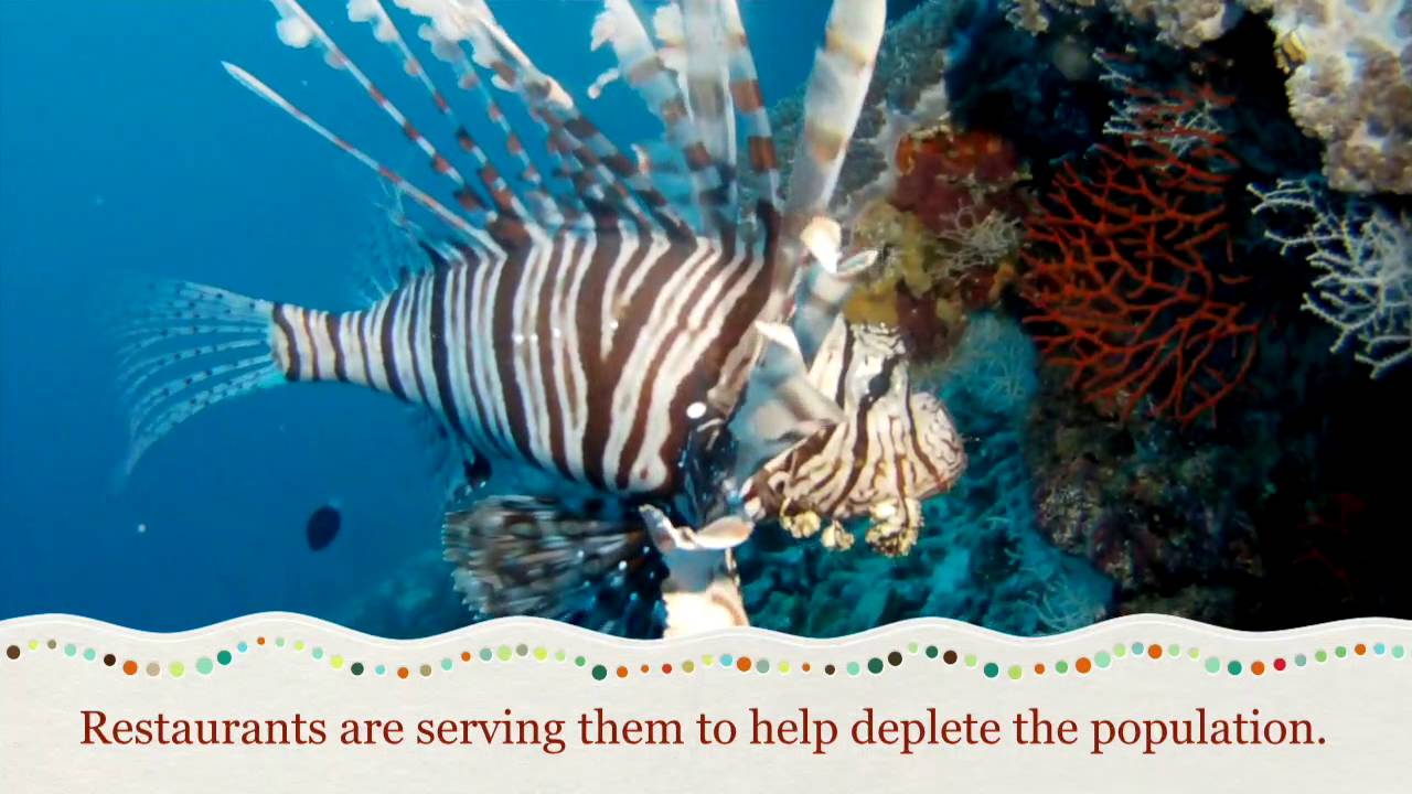 2016 Maldives Butterfly fish & Friends YouTube