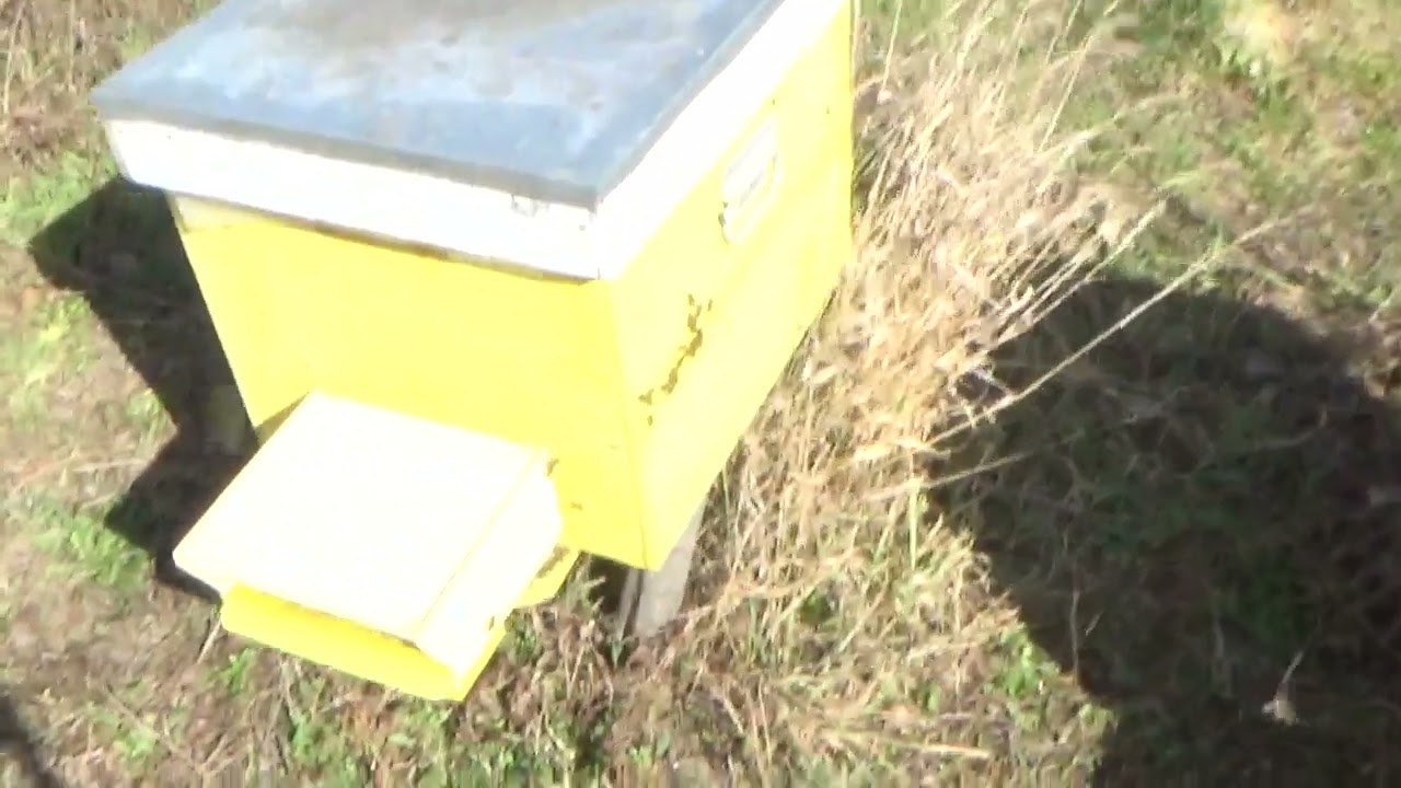 Albinuțele au eșit buluc la apă după 3 zile de frig.