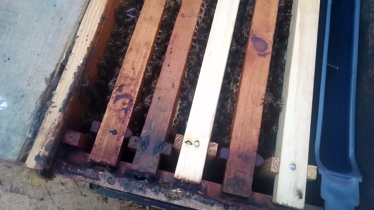 لا تفوتك هده النصيحة عند تقسيم النحل