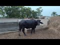 Jhoti Farm update/ Jhoti Farm in Pakistan/Babar Shehzad