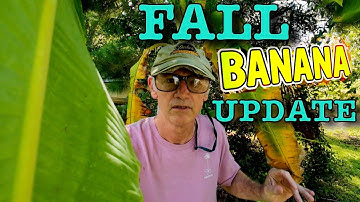 URGENT WARNING!  Banana Plant Update November!