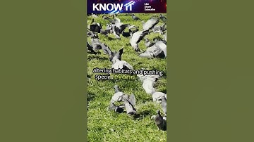 🌍🦋 10 Fantastic Facts About Silent Extinction Events 🕯️🐾