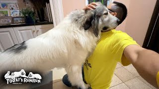息子(格下)もちゃんと丁寧に出迎える慈悲深いベルです Great Pyrenees グレートピレニーズ