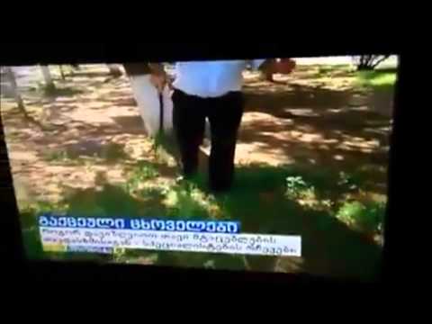 წადი წადი