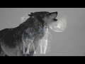 Клип /Волки Шаман и Лошади/Clip/Wolfs Shaman and Horse/МОЩЬ ПРИРОДЫ/POWER OF NATURE/