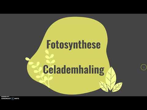 Celademhaling en fotosynthese