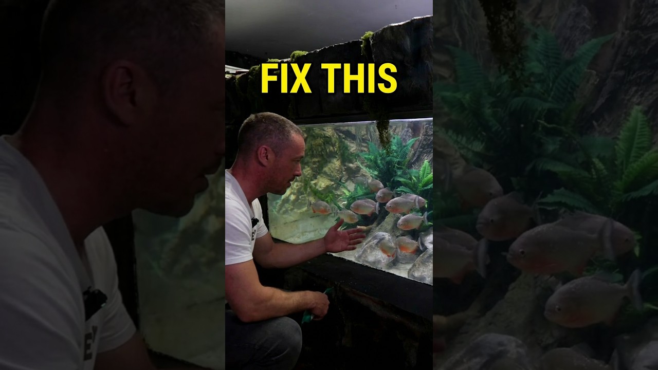 Why piranhas hide and how to fix it