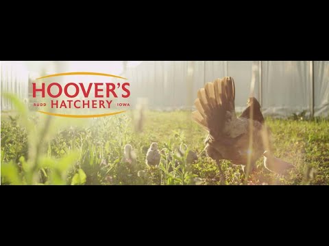 Hoover's Hatchery Product Demo - Homesteading Fair September at Homeschool Connect Expo