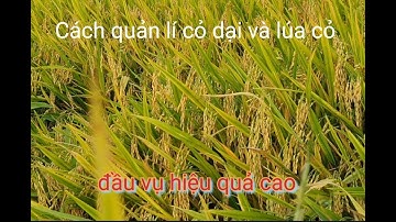 Cách quản lí lúa cỏ và cỏ dại đầu vụ hiệu quả #RUỘNG LÚA MIỀN TÂY