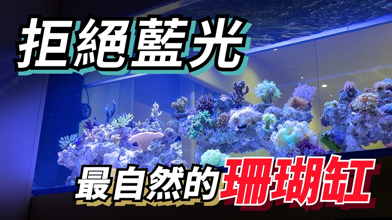 BlueBox Aquatics] Stunning Even Without Blue Light! A Natural