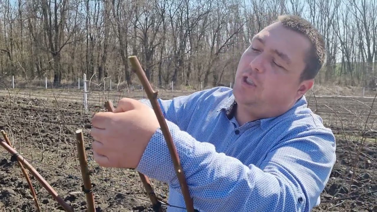 Taieri la zmeur si mur in perioadele reci.