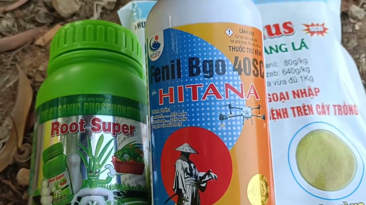 Công trái me xịt vô gạo lem lép vàng lá chín xóm vi khuẩn