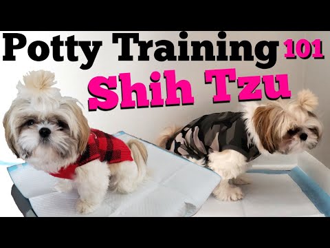 How to Potty Train your Shih Tzu PUPPY