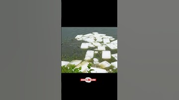 Thả nước đá xuống ao cá giúp làm mát ao nuôi mùa nóng.  #tintuc #news #tintucdoday#giaitri  #fishing