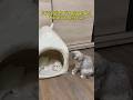 POV: When I am grounded but try to get out. #catshorts #cutecat #petlover
