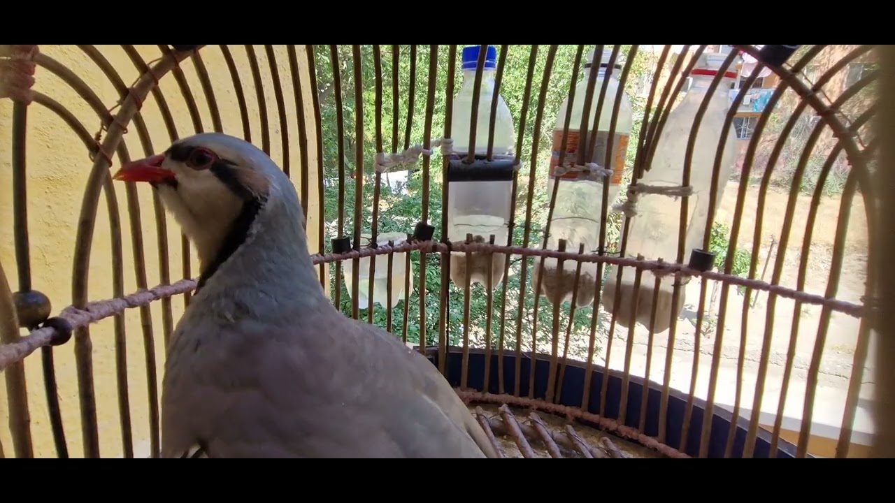 keklik chukar partridge voice.Голос самка.модкабк