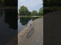 Duck #shortvideo #food