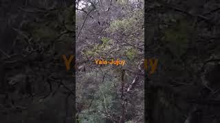 Potrero de Yala, Jujuy