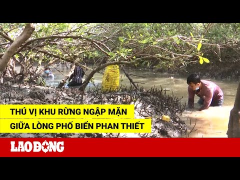 Video Thú vị khu rừng ngập mặn giữa lòng phố biển Phan Thiết... - youtube