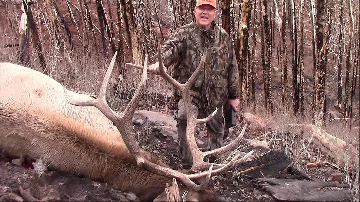 Utah Late Manti Bull Elk Hunt 2020