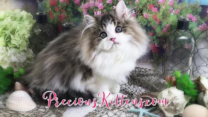 Video 1609161: doll face male kitten, color kittens, kitten home, gold kitten