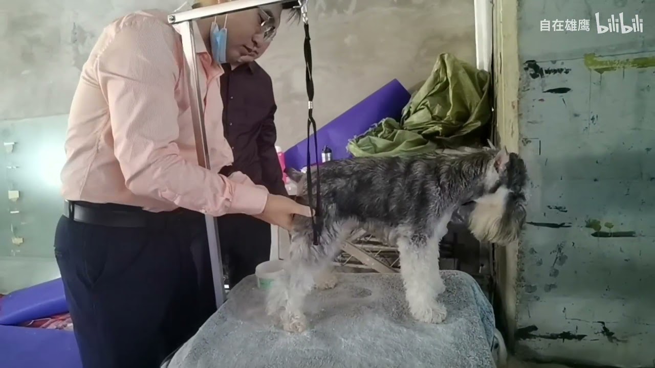 Cute purebred dogs do you know their names