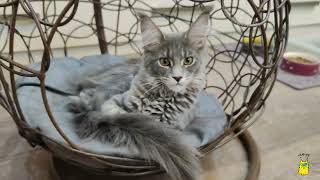 The swing of a beautiful Maine Coon cat by Hug me! Our favorite cats. 673 views 1 year ago 33 seconds