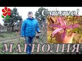 Вырастить магнолию ОЧЕНЬ ЛЕГКО!  Самый красивый кустарник наших широт!