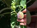 Ancient Fig Fruit tree  “BlackJack“ variety.