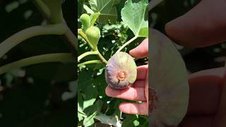 Ancient Fig Fruit tree  “BlackJack“ variety.