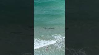 Several Sharks Swam By People in Sunny Isles