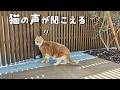 お散歩中に突然知らない猫の声が聞こえてきました
