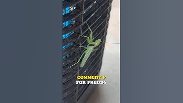 RIP to Freddy the Mantis. A sad day for our simple garden. #freddythemantis #prayingmantis