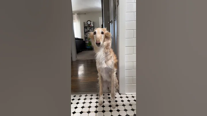 how to bathe your worm, part 1 #silkenwindhound #dogsofyoutube #voiceover #petsofyoutube #shorts