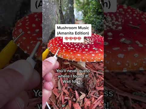 Amanita mushroom music pt 4 ? The long version! #mushroom #plants #synth #amanita