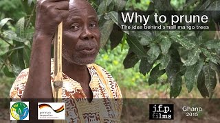 Why to prune - The idea behind small mango trees