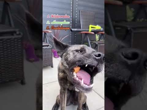 Video: Kunnen honden mentos van fruit eten?