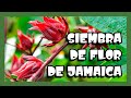 SIEMBRA DE FLOR DE JAMAICA